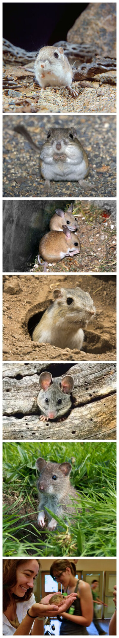 Kangaroo Rat