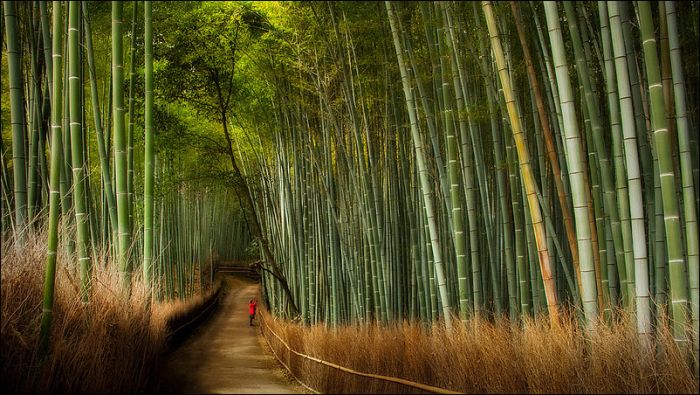 日本嵯峨野