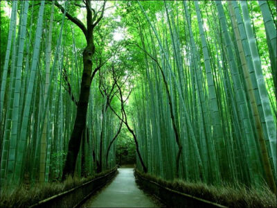 日本嵯峨野