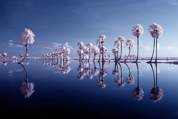 海树——不知道什么树，求科普