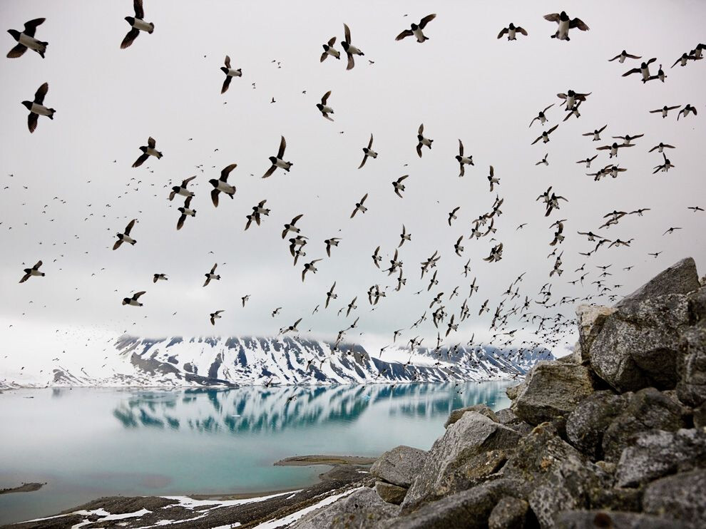 Dovekies, Svalbard Photograph by Paul Nicklen, National Geographic