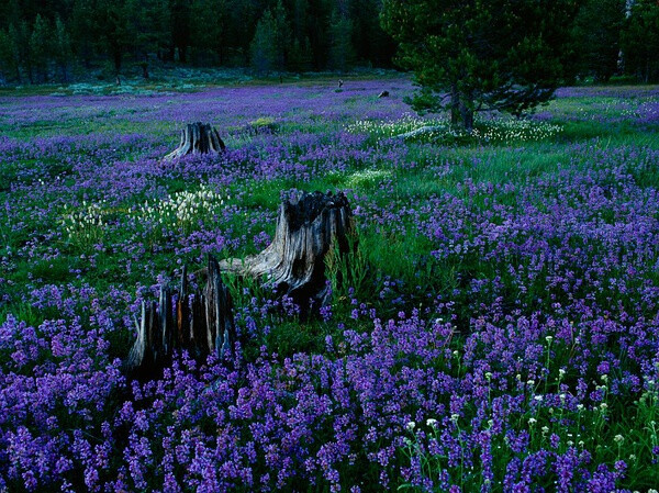 钓钟柳属植物，美国塔霍湖国家森林 摄影： Raymond Gehman, National Geographic