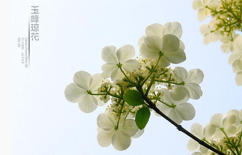 琼花又叫琼花荚蒾，是忍冬科落叶或半常绿灌木。枝广展，冠呈球形。叶对生，卵形或椭圆形，边缘有齿，背面疏生星状毛。花序周围是白色大型的不孕花，中部是可孕花。核果椭圆形，先红后果。花期4月。果期10月-11月。一般4、5月间开花，花大如盘，洁白如玉。聚伞花序生于枝端，周边八朵为萼片发育成的不孕花，中间为双性小花。10、12月果实鲜红，树种诱鸟。【然】