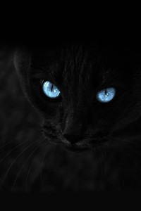  黑猫