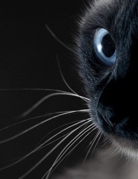 最近想养只小黑猫~眼睛好漂亮~~~然后给它起名字叫 黑猫警长