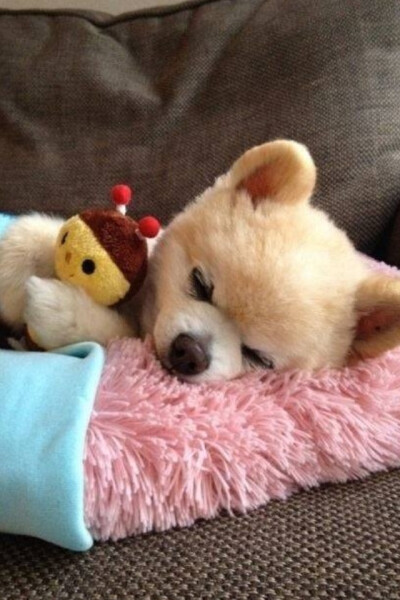 让我们肩并肩手拉手在那海边悬崖下看浪 花 让我们开着车兜着风到那青青山坡下采野 花 只要和你在一起我就会心欢喜 你温柔你体贴我要赞美你 风度翩翩气质高雅 我们俩谈着心唱着歌在那一轮夕阳下看晚 霞 我们俩轻轻地…