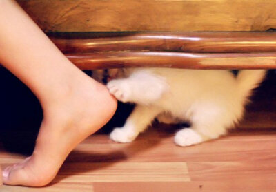 看到你了哦，小猫咪