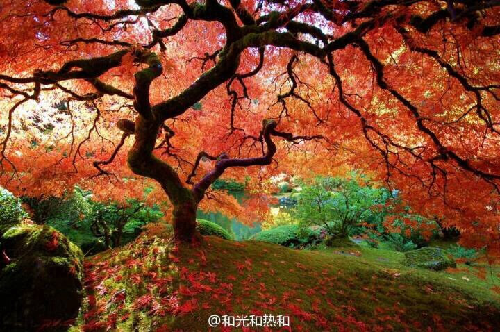 #艺术# 能以一树的枯荣演绎出时间流转，世界兴颓的庄严和华丽，这就是戸野琢磨(1891-1985)设计的Portland Japanese Garden里面的“彼树”。