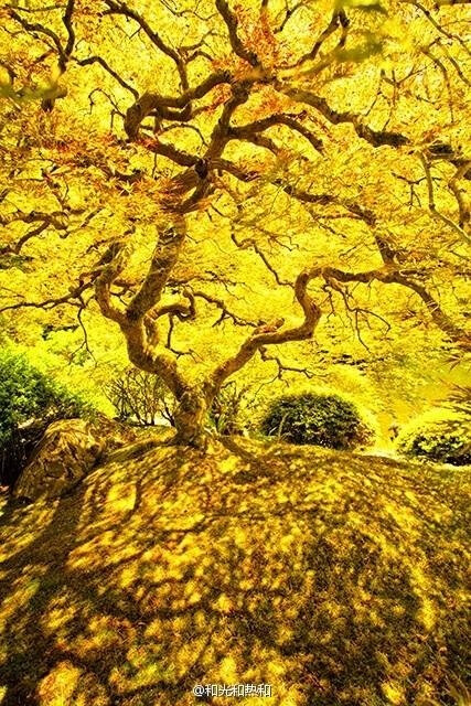 #艺术# 能以一树的枯荣演绎出时间流转，世界兴颓的庄严和华丽，这就是戸野琢磨(1891-1985)设计的Portland Japanese Garden里面的“彼树”。