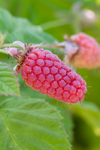 罗红树莓 Rubus thornless 'Loganberry'