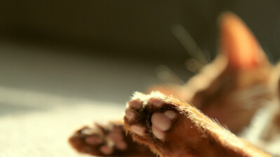 Kitty Paws 猫爪控