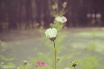 波斯菊 花苞