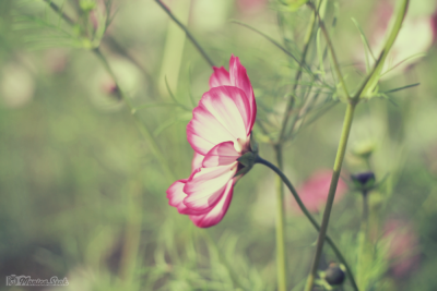 波斯菊 格桑花