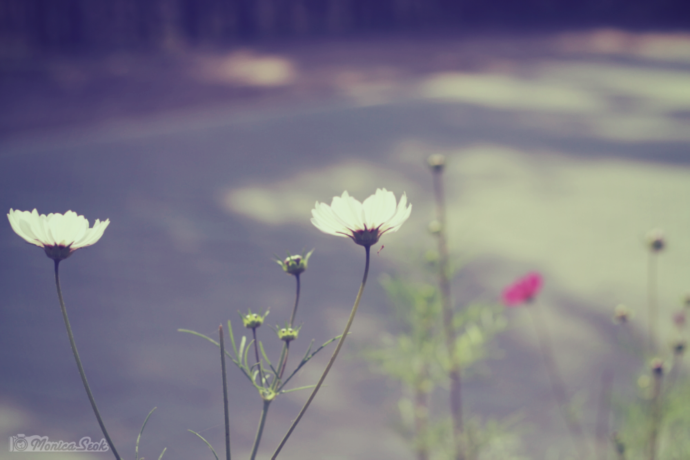 波斯菊 格桑花