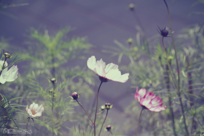 波斯菊 格桑花