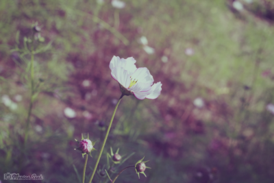 波斯菊 格桑花