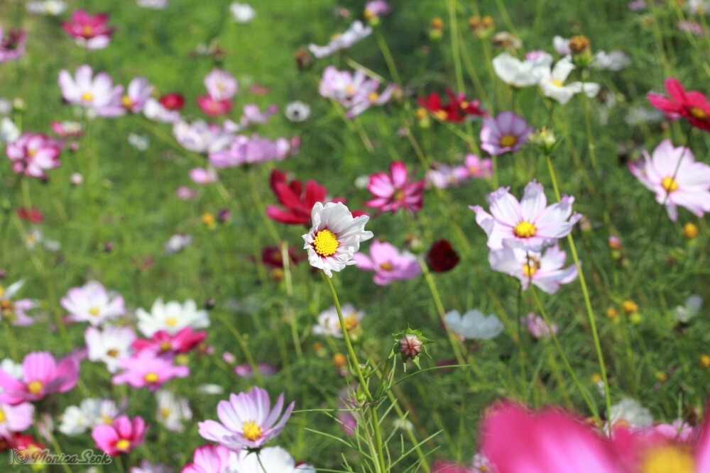 波斯菊