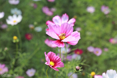 波斯菊 小蜜蜂