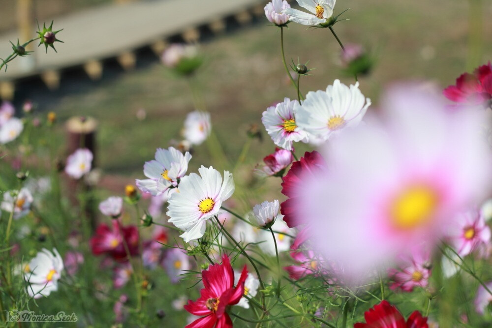 波斯菊 花海