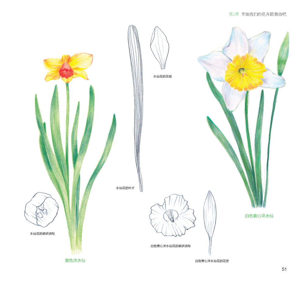 100种森林系色铅笔花之绘，漫享花漾小时光，让花卉发现色铅笔的美。