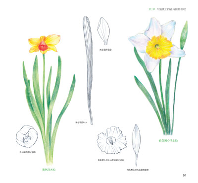 100种森林系色铅笔花之绘，漫享花漾小时光，让花卉发现色铅笔的美。