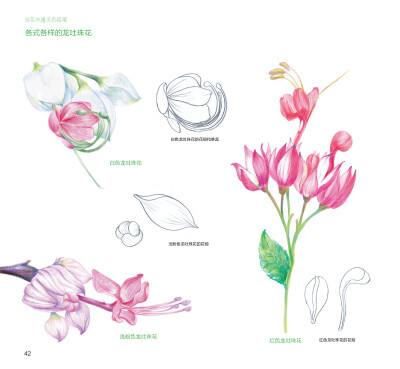 100种森林系色铅笔花之绘，漫享花漾小时光，让花卉发现色铅笔的美。