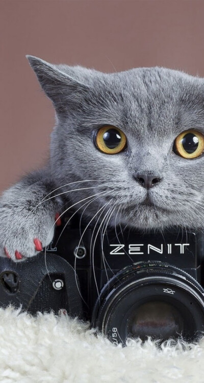 Zenit单反相机可能是现唯一还在生产的M42接口的相机品牌。