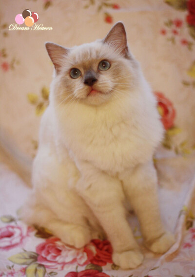 布偶猫Ragdoll