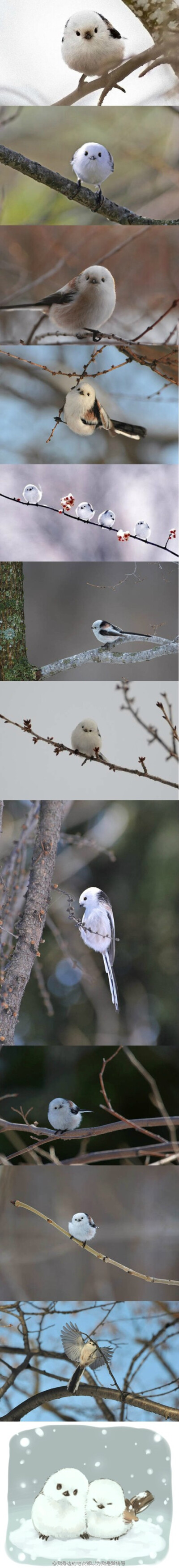 银喉长尾山雀