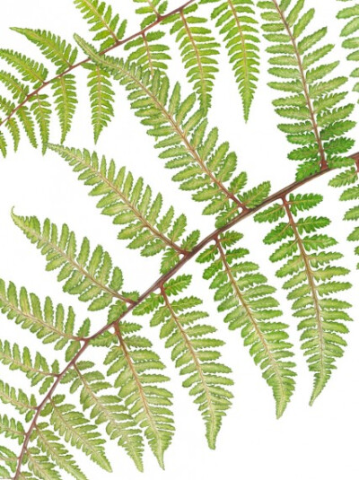 Anna Knights写实手绘 ——Fern（ 画家主页：http://annamasonart.com/）