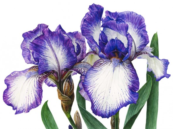 Anna Knights写实手绘 ——Iris 'Arctic Fancy'（ 画家主页：http://annamasonart.com/）