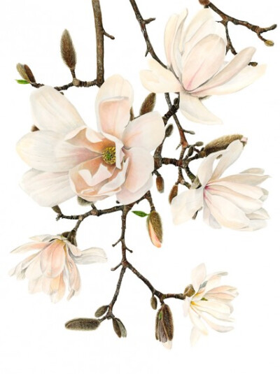 Anna Knights写实手绘 ——magnolia（ 画家主页：http://annamasonart.com/）