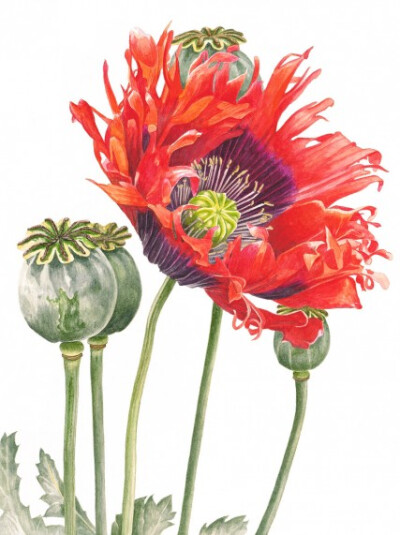 Anna Knights写实手绘 ——Oriental Poppy（ 画家主页：http://annamasonart.com/）