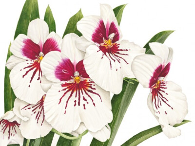 Anna Knights写实手绘 ——Pansy Orchid（ 画家主页：http://annamasonart.com/）