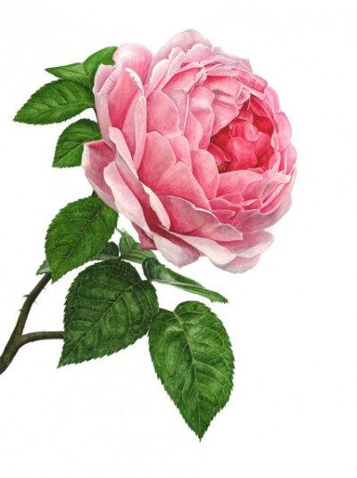 Anna Knights写实手绘 ——Pink Rose（ 画家主页：http://annamasonart.com/）