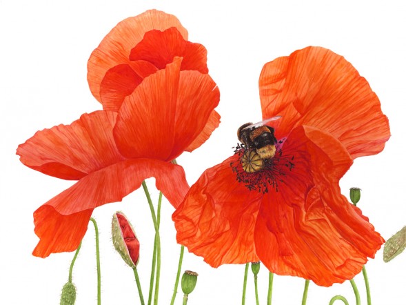 Anna Knights写实手绘 ——Poppy Pollination（ 画家主页：http://annamasonart.com/）