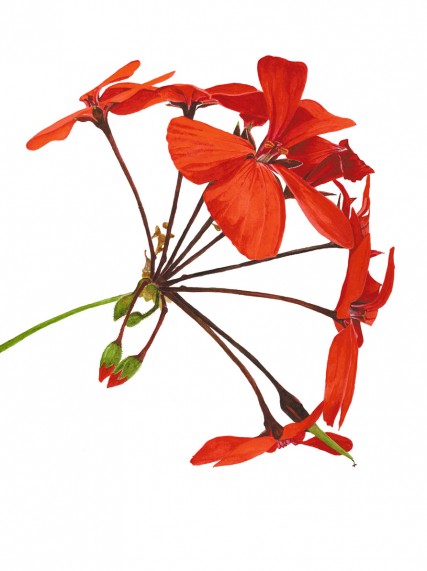 Anna Knights写实手绘 ——Red Pelargonium（ 画家主页：http://annamasonart.com/）