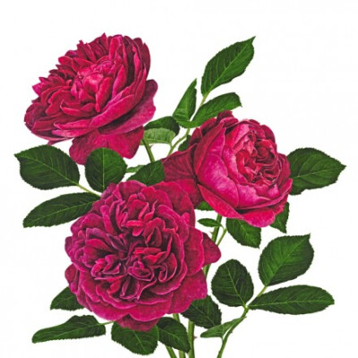 Anna Knights写实手绘 ——Rose 'Darcy Bussell'（ 画家主页：http://annamasonart.com/）