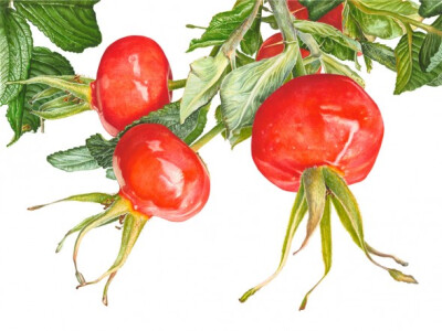 Anna Knights写实手绘 ——Rosehips（ 画家主页：http://annamasonart.com/）