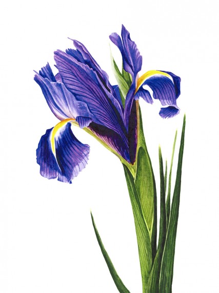 Anna Knights写实手绘 ——Spring Iris（ 画家主页：http://annamasonart.com/）