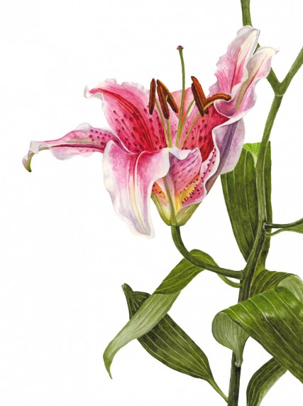 Anna Knights写实手绘 ——Stargazer Lily（ 画家主页：http://annamasonart.com/）