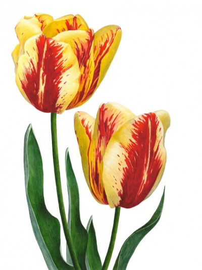 Anna Knights写实手绘 ——Tulips 'Grand Perfection'（ 画家主页：http://annamasonart.com/）