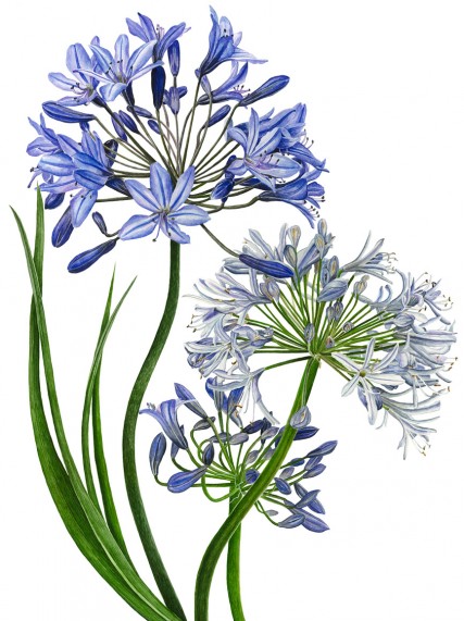 Anna Knights写实手绘 ——agapanthus（ 画家主页：http://annamasonart.com/）