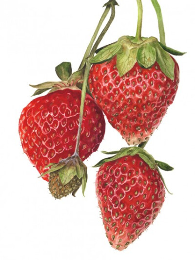 Anna Knights写实手绘 ——strawberrieseverest（ 画家主页：http://annamasonart.com/）