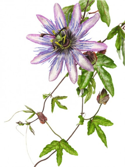 Anna Knights写实手绘 ——passifloraeden（ 画家主页：http://annamasonart.com/）