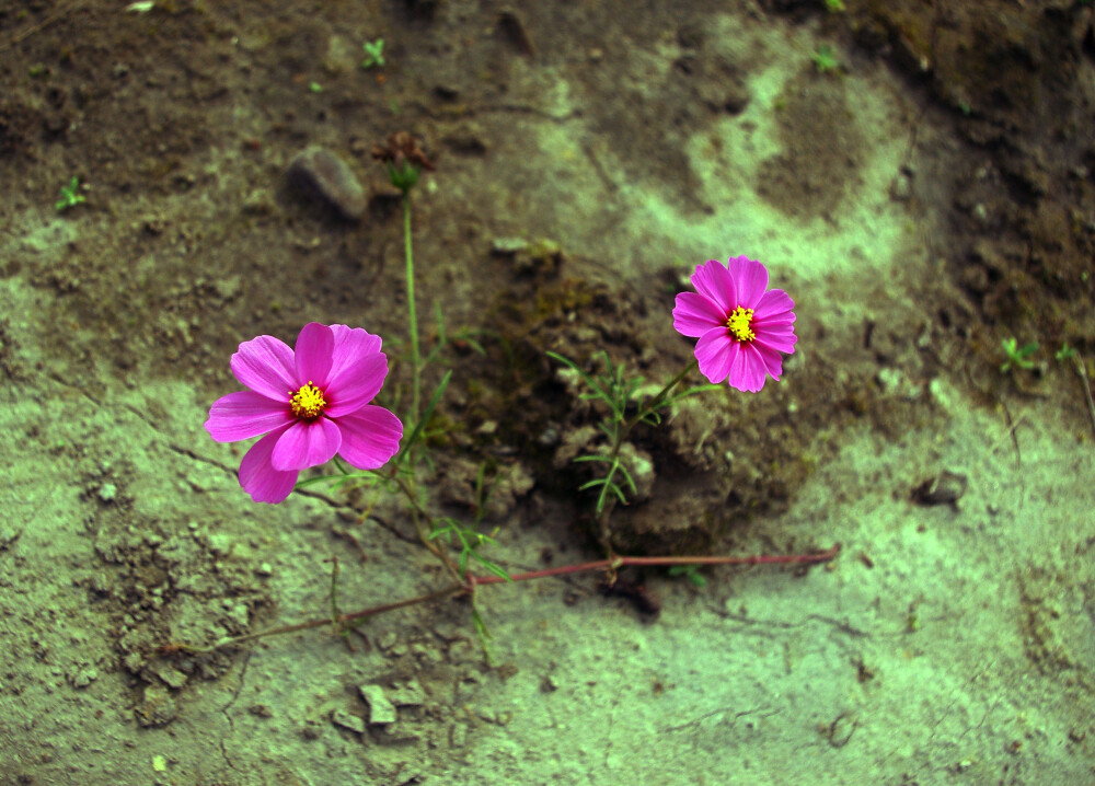 格桑花的季节