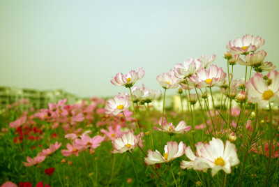 格桑花的季节