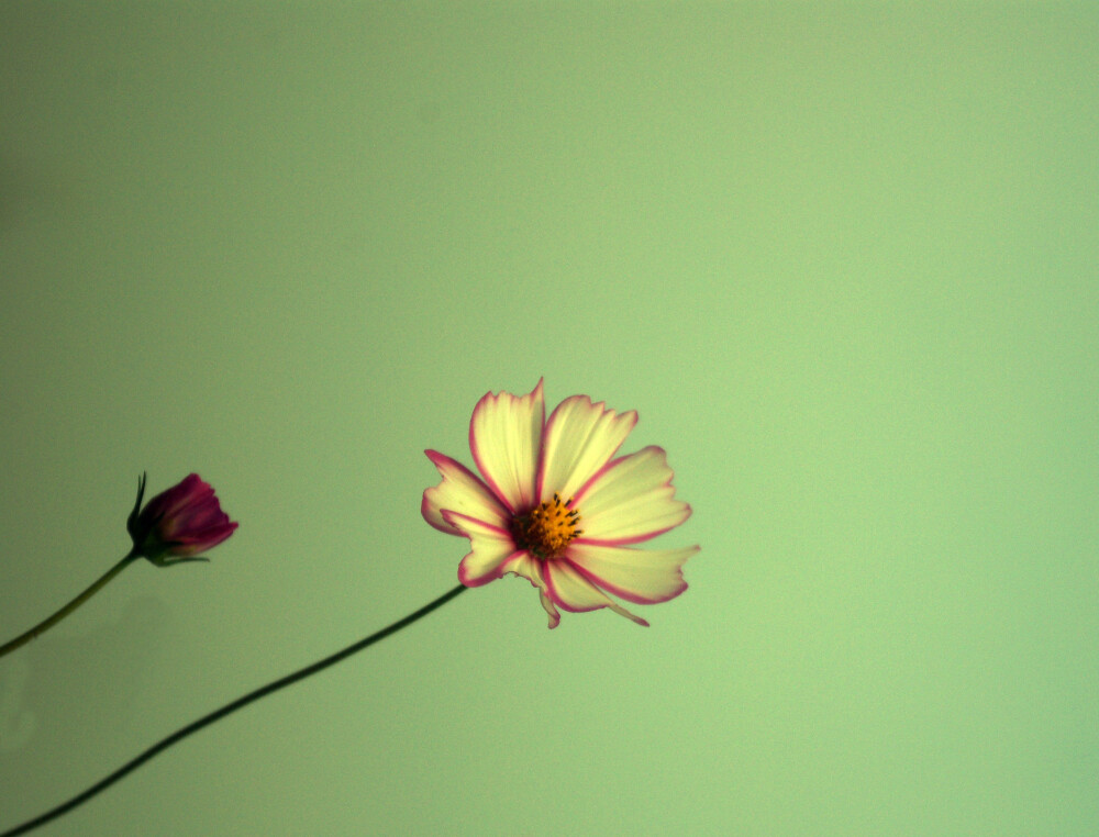 格桑花的季节