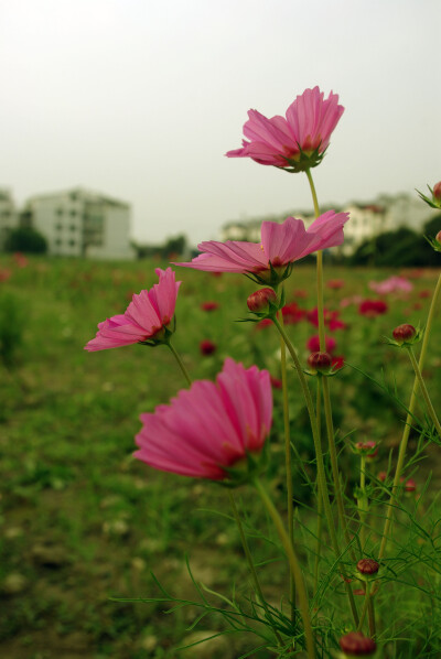 格桑花的季节