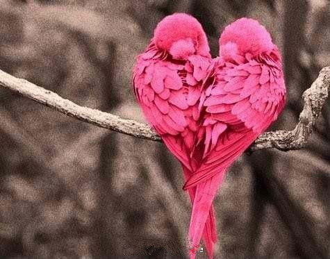 粉红色比翼鸟.jpg